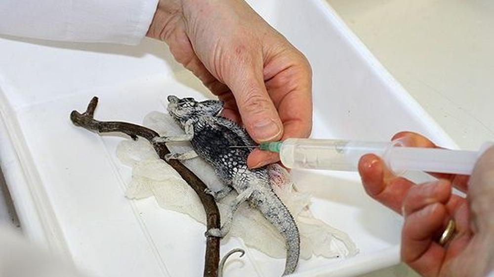 Tierpräparator: Das tote Tier bekommt einen Namen | ZEIT ONLINE